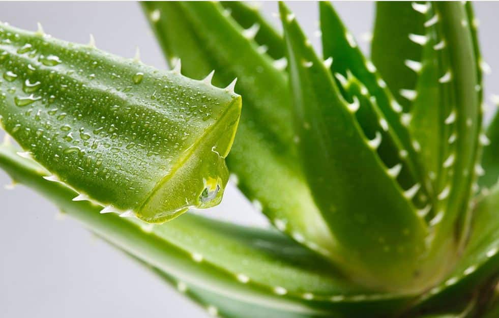 Aloe vera