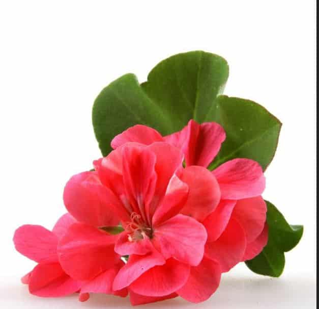 Geranium and Rosemary Plants