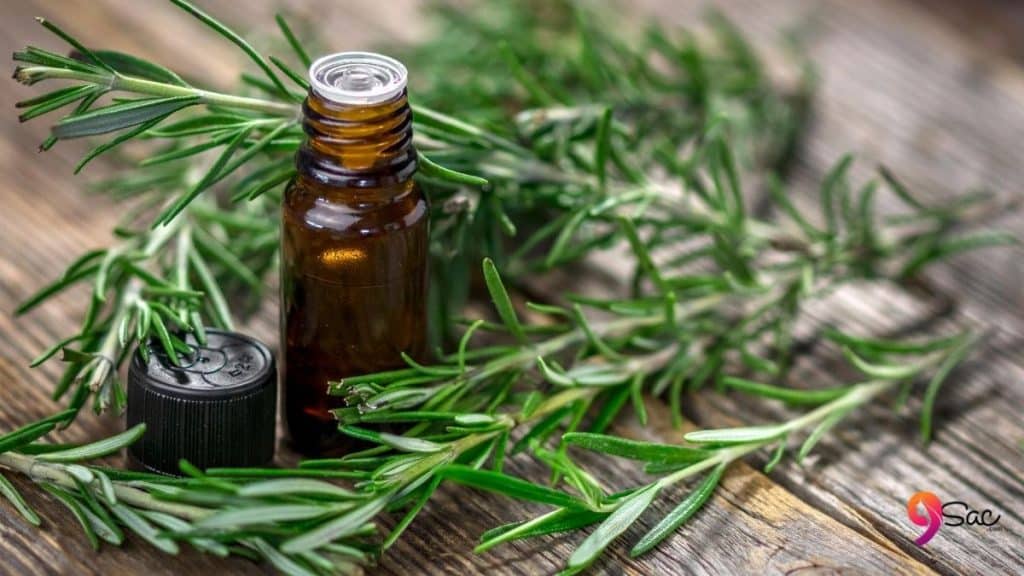 Pine Turpentine oil