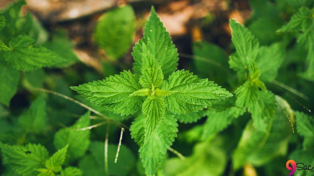 How does our hair grow with stinging nettle?