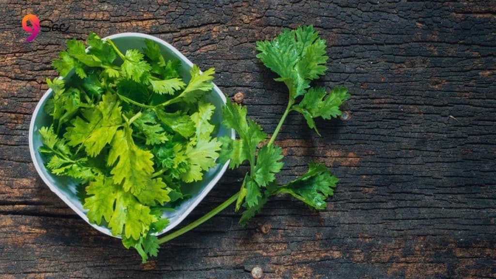 Coriander Leaves